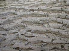 woods  textures  bark  coarse  trees