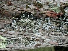 woods bark rough texture textures moss nature plants